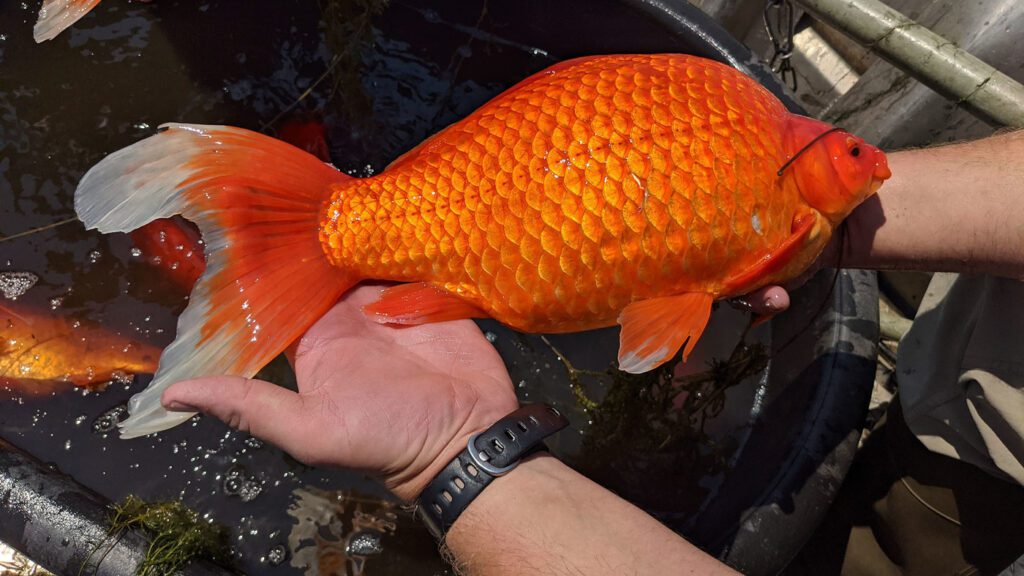 Big goldfish