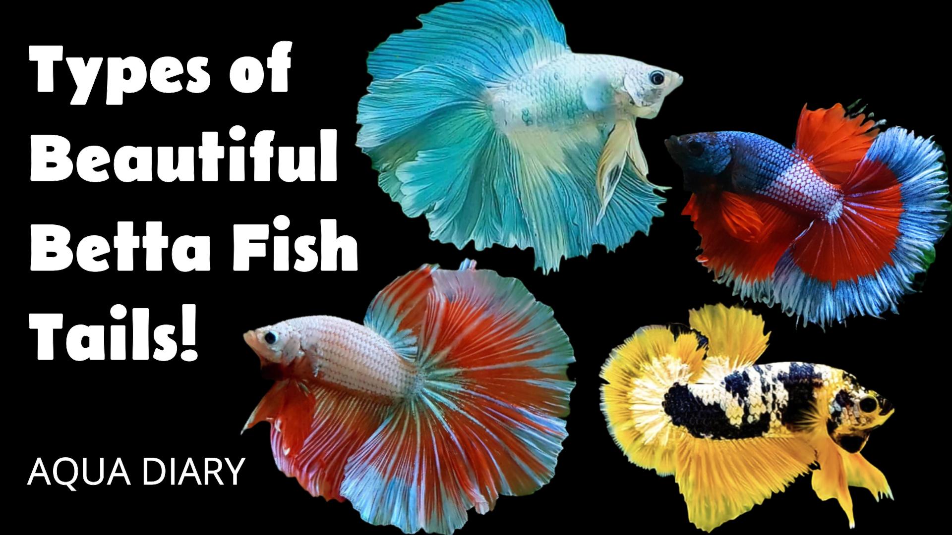 betta fish tail types