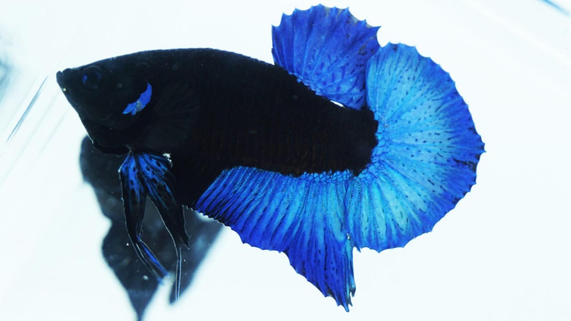 beautiful betta fish