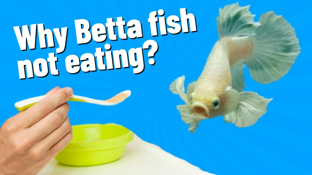 betta fish not eating