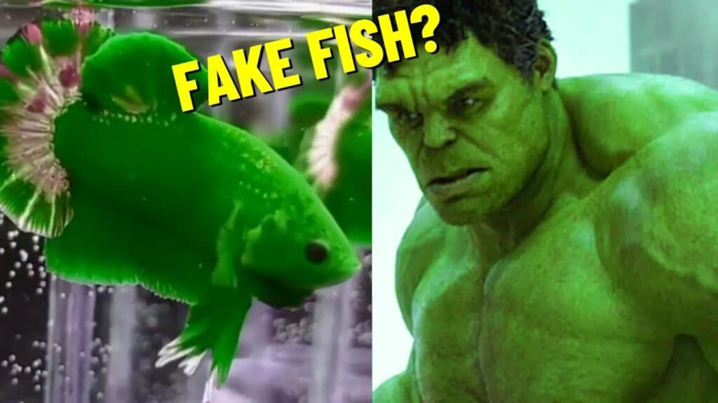 hulk betta fish