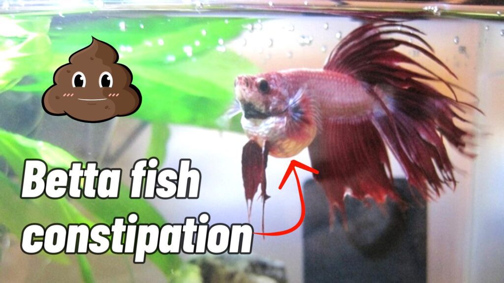 betta fish constipation