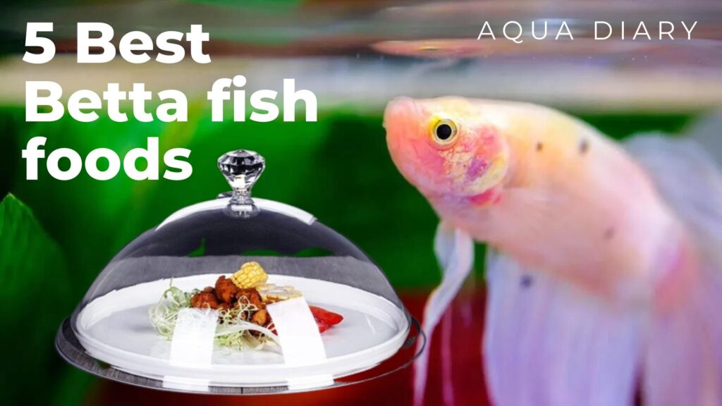 Best betta fish food