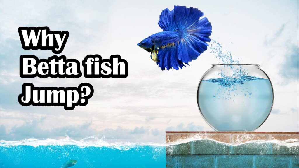 Why betta fish jump