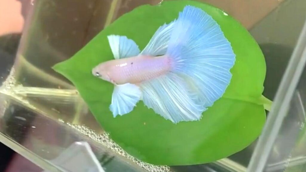 betta fish sleeping