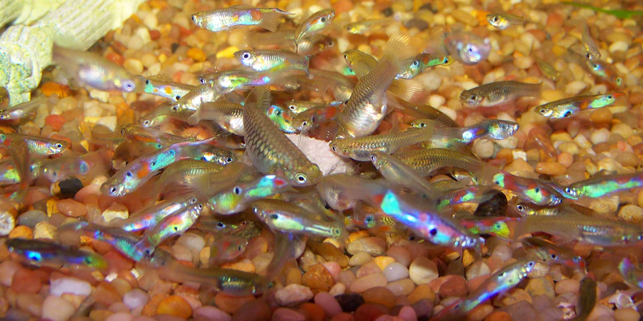 guppy breeding success lot of fry