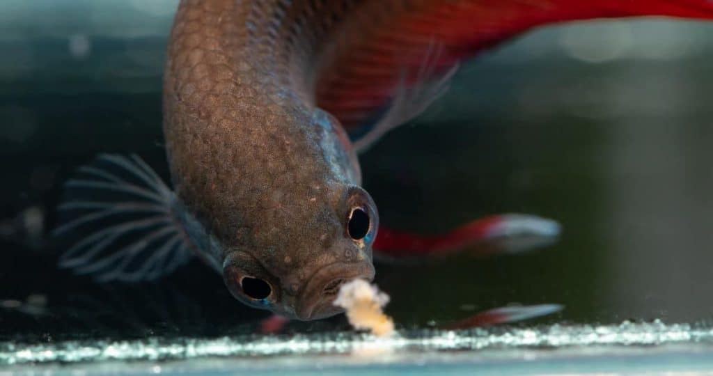 shutterstock 1162288477 Betta Eating e1563464776831 1024x540 2