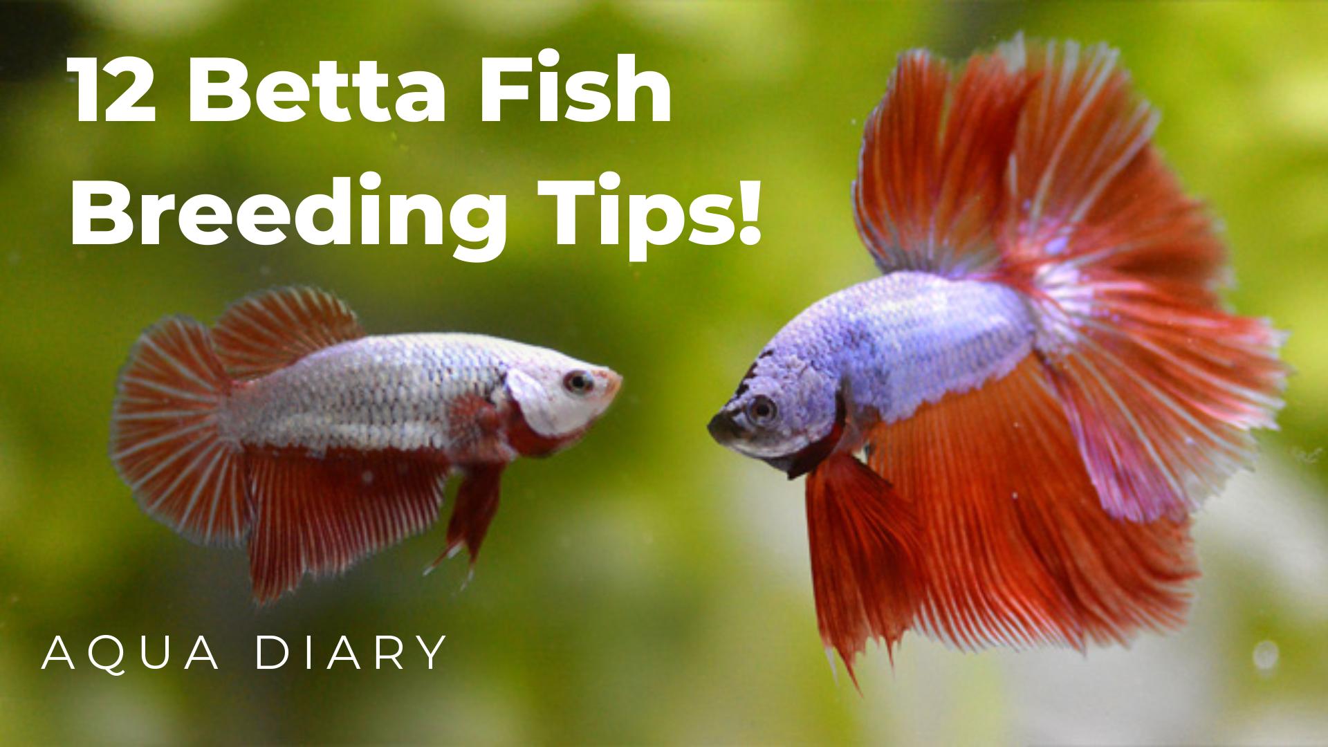 betta fish breeding tips