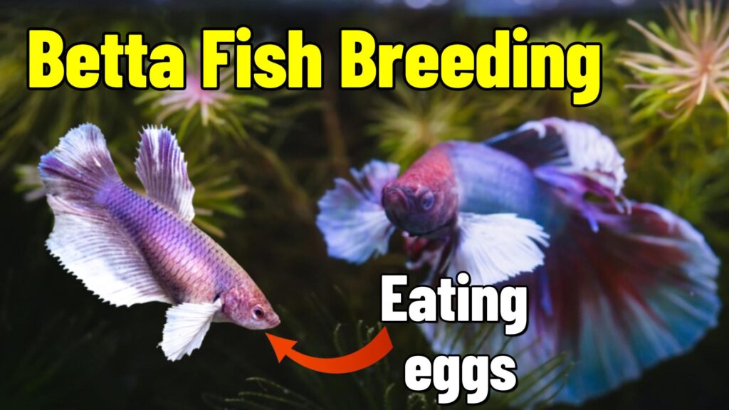 betta fish breeding pair