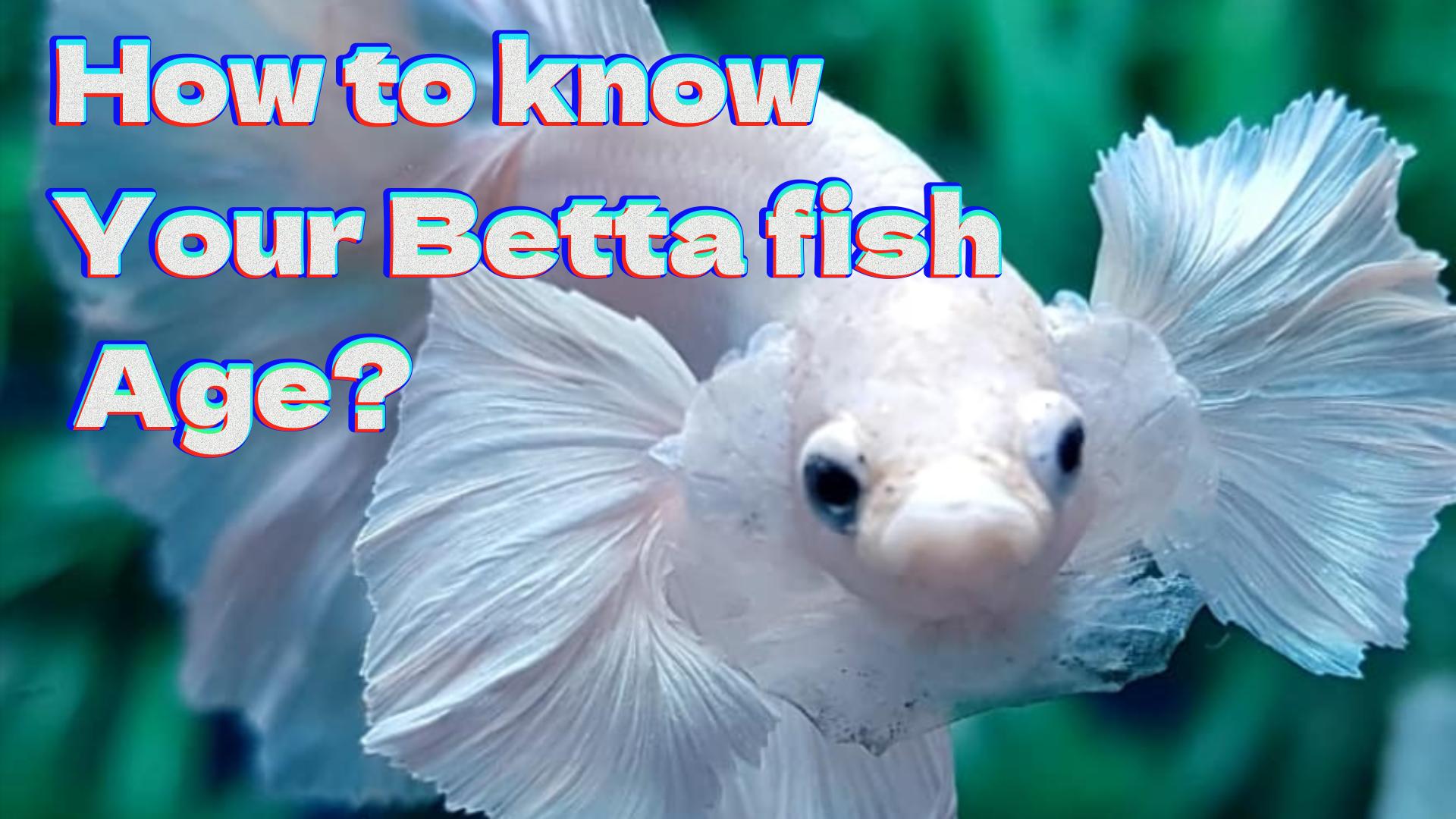 8 Signs To Know Age Of Betta Fish