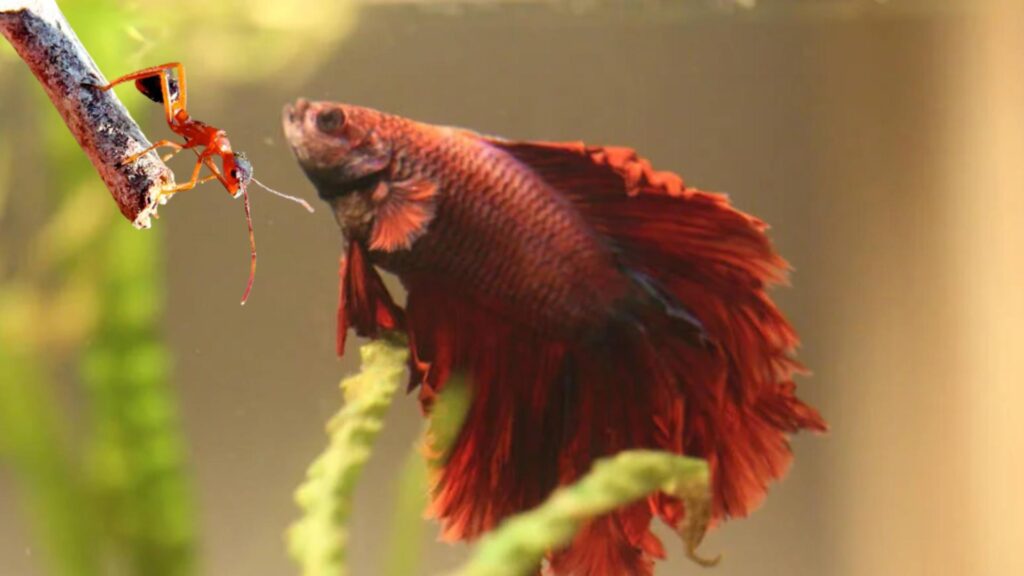 feeding insects to betta fish