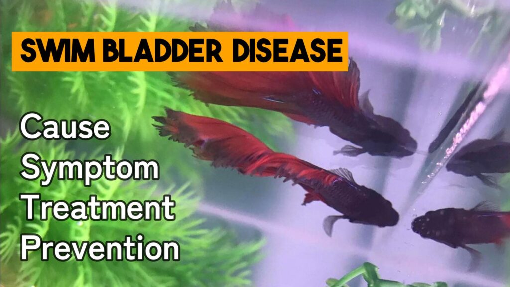 Swim bladder disease