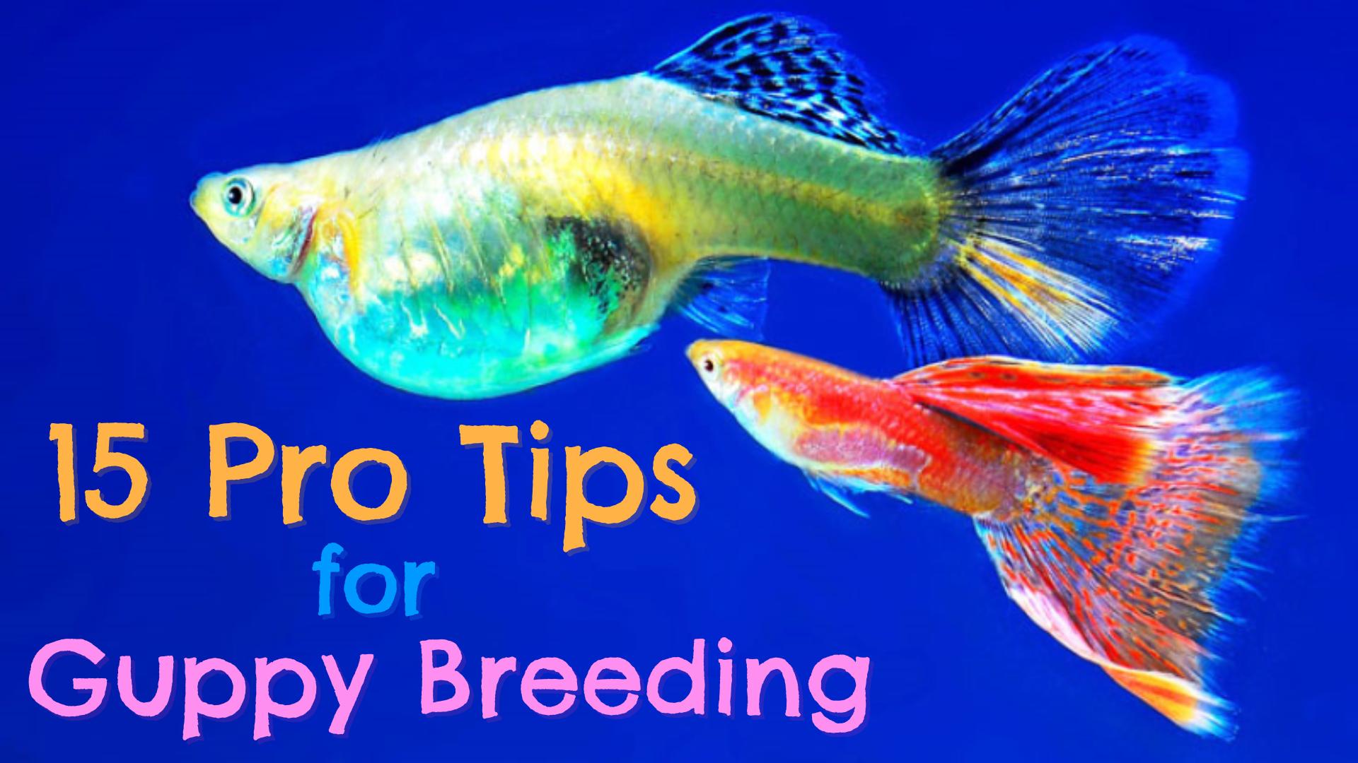 guppy fish breeding tips