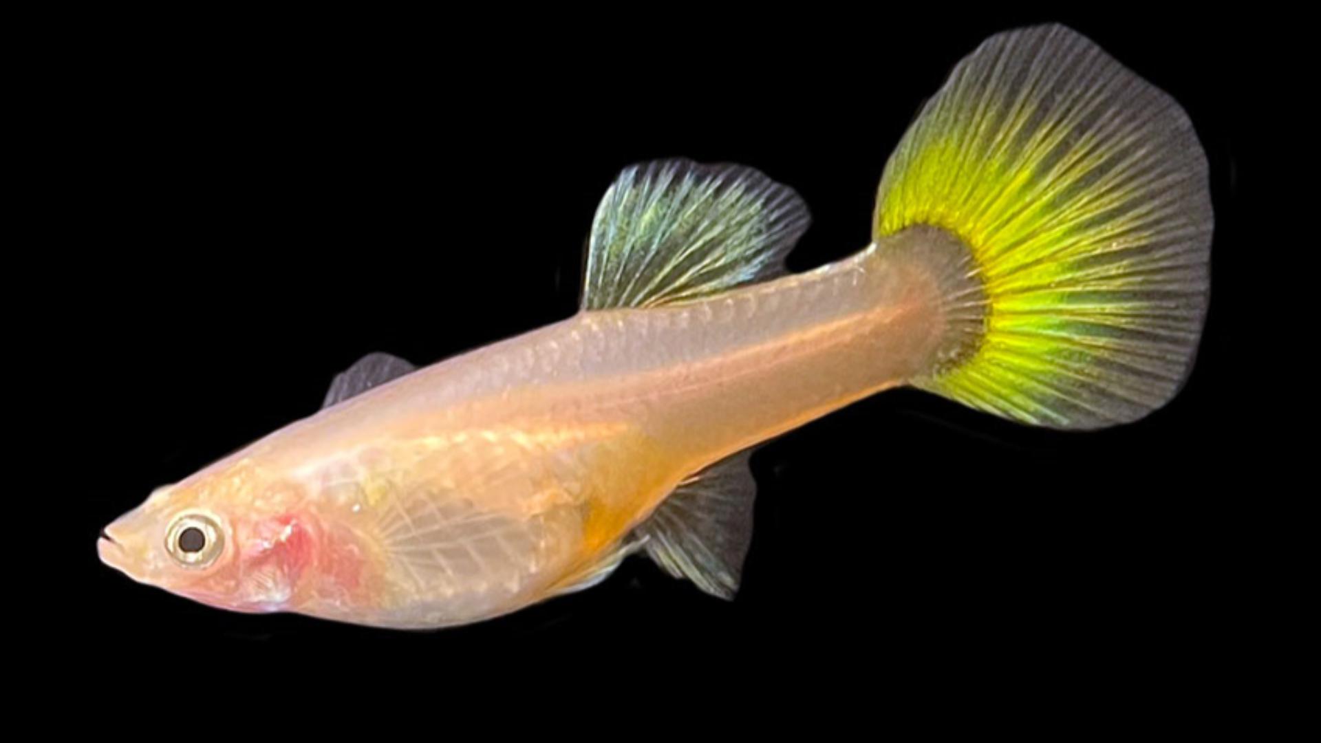 Female Guppy fish