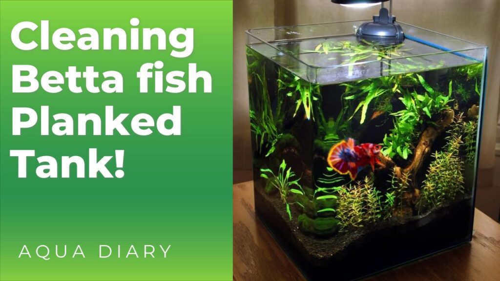 Planted betta fish tank