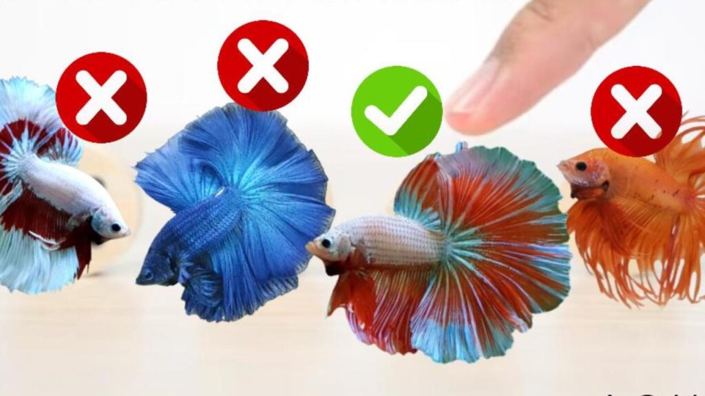 how to choose betta fish