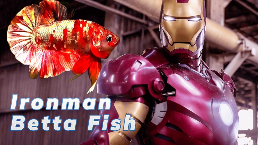 ironman betta fish