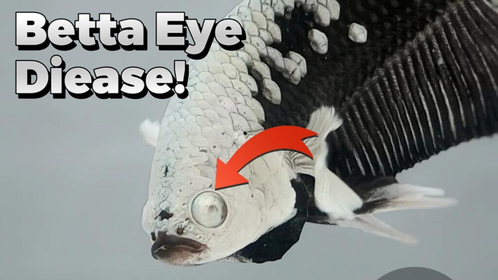 betta eye diease popeye diamondeye