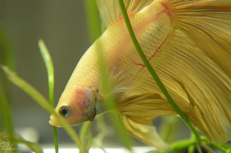 What Do Almond Leaves Do for Your Fish?