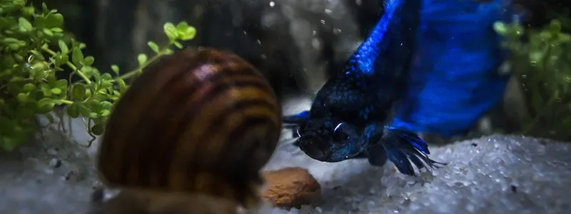 will betta fish eat snails