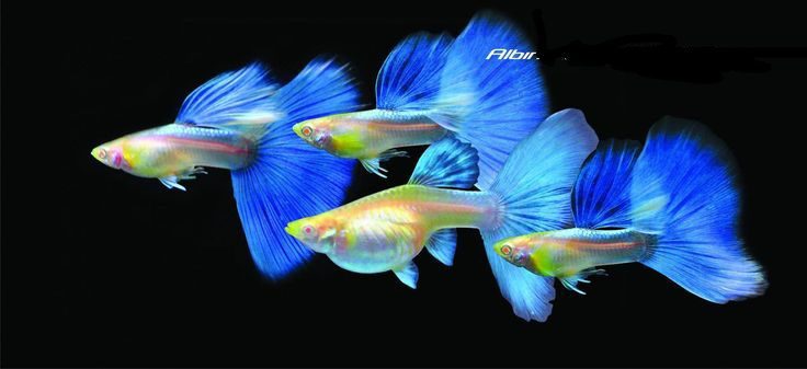 How to enhance guppy color