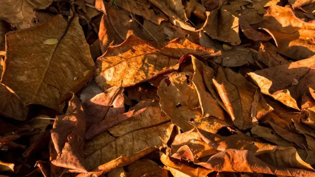 How To Clean Indian Almond Leaves Before Use 1024x576 1