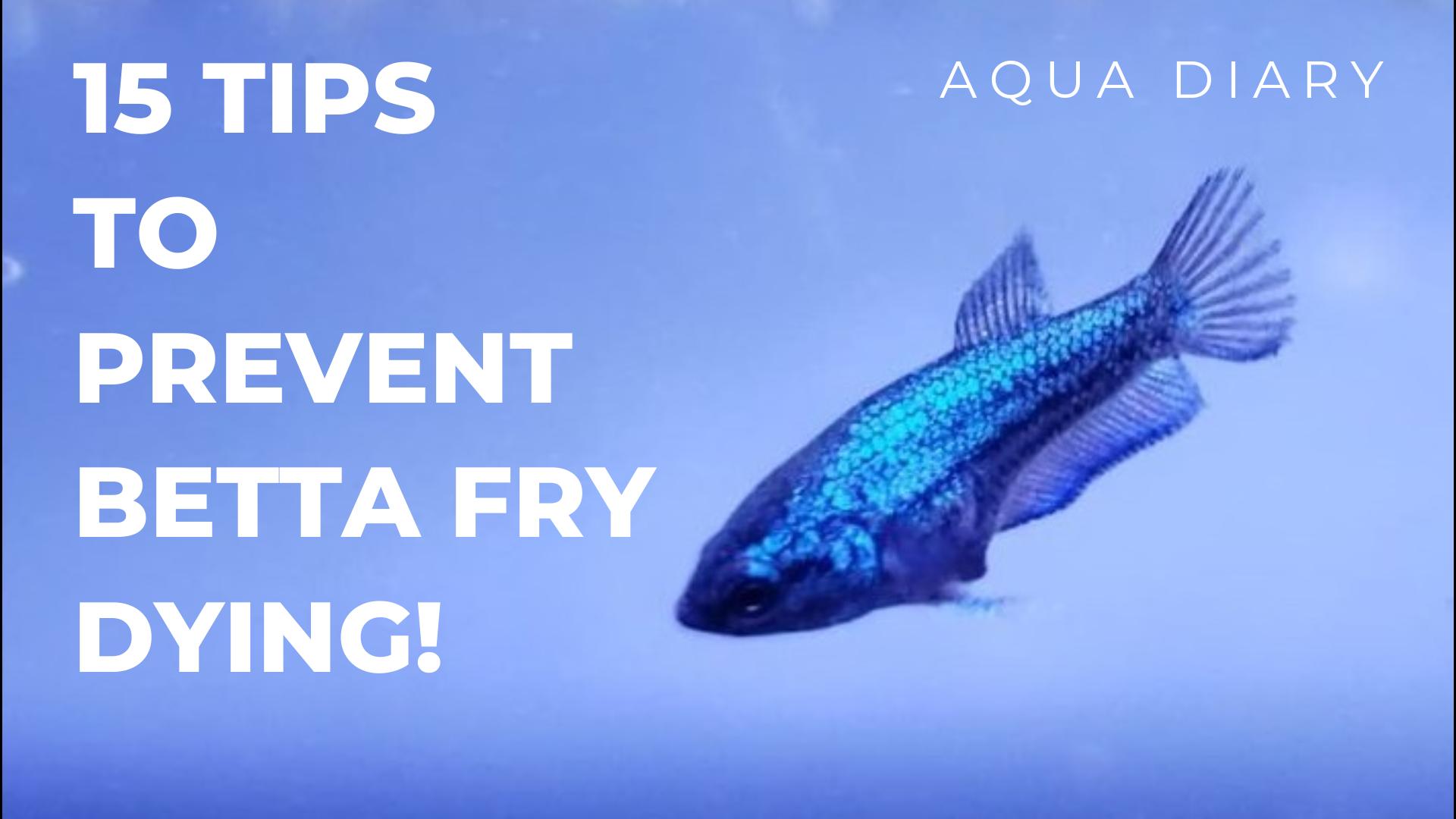 How To Save Your Betta Fry From Dying?