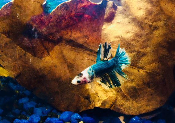 Betta with ragged fins swimming next to indian almond leaf