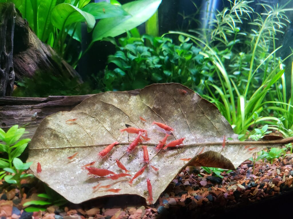 shrimp eating almond leaves